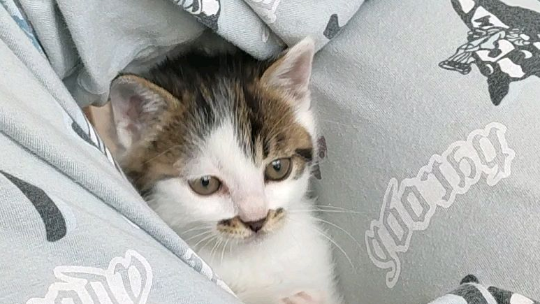 致命打鸡,猛男必看